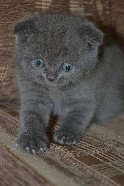 Лот: 3567285. Фото: 1. Шотландский вислоухий котик. Кошки, котята