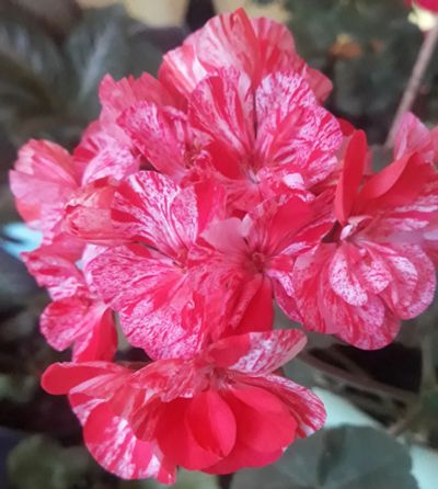 Лот: 19005960. Фото: 1. Пеларгония Peppermint twist. Горшечные растения и комнатные цветы