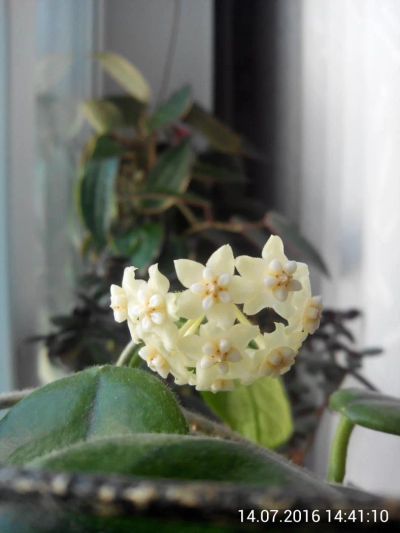 Лот: 7284489. Фото: 1. хойя (Hoya globulosa). Горшечные растения и комнатные цветы