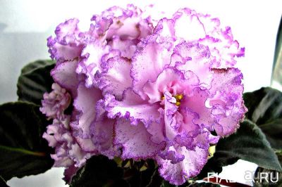 Лот: 13650757. Фото: 1. Сенполия ПТ- Принцесса роз ( детка... Горшечные растения и комнатные цветы