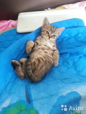 Лот: 7835213. Фото: 1. Шотландский прямоухий котенок... Кошки, котята