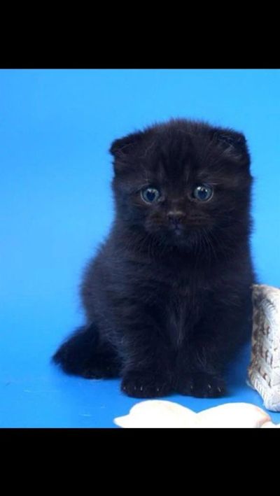 Лот: 3702604. Фото: 1. Котенок шотландец вислоухий. Кошки, котята