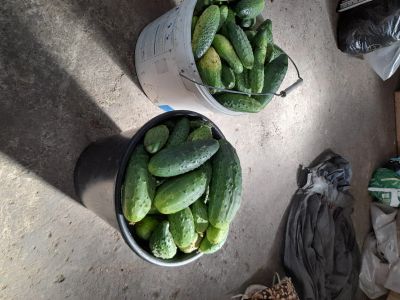 Лот: 18024113. Фото: 1. Огурцы свежие. Мёд, продукты пчеловодства