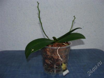 Лот: 601510. Фото: 1. Фаленопсис. Горшечные растения и комнатные цветы