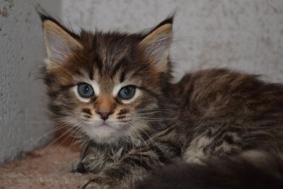 Лот: 11656409. Фото: 1. Котята. Кошки, котята