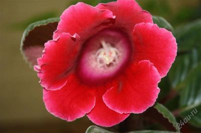 Лот: 2889148. Фото: 1. Глоксиния 30 (цветущее растение... Горшечные растения и комнатные цветы