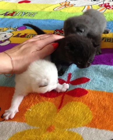 Лот: 5611039. Фото: 1. шотландские вислоухие и прямоухие... Кошки, котята