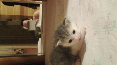 Лот: 5101855. Фото: 1. котята рожденные в день всех влюбленных. Кошки, котята