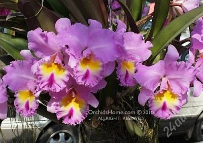 Лот: 2887545. Фото: 1. каттлея-Blc. Pamela Hetherington. Горшечные растения и комнатные цветы