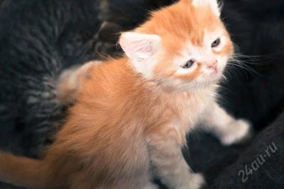 Лот: 5676933. Фото: 1. Котенок мальчик. Помесь девон-рекса... Кошки, котята
