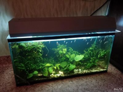 Лот: 7996667. Фото: 1. Аквариум с огромным количеством... Аквариумы, террариумы