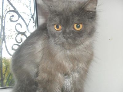 Лот: 3222244. Фото: 1. котёнок перс. Кошки, котята