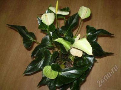 Лот: 585664. Фото: 1. Антуриум, 4 куста в одном горшке. Горшечные растения и комнатные цветы