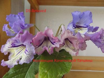 Лот: 11957411. Фото: 1. Стрептокарпус Beloved. Горшечные растения и комнатные цветы