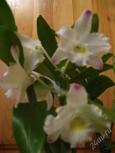 Лот: 788042. Фото: 1. Орхидея Dendrobium Nobile. Горшечные растения и комнатные цветы