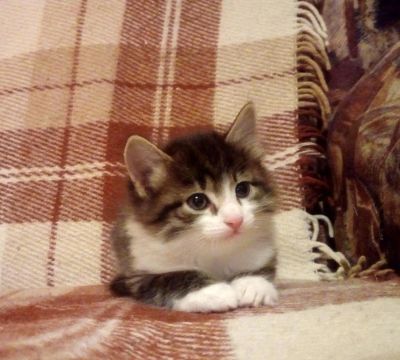 Лот: 10714997. Фото: 1. Котёнок. Кошки, котята