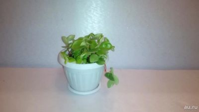 Лот: 8179964. Фото: 1. Пеперомия круглолистная (Peperomia... Горшечные растения и комнатные цветы