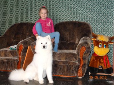 Лот: 5977715. Фото: 1. самоедики. Собаки, щенки