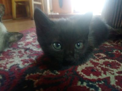 Лот: 10018673. Фото: 1. Кот 1,5 мес. От кошки крыселовки... Кошки, котята