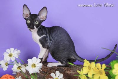 Лот: 5723897. Фото: 1. котенок корниш рекс.девочка. Кошки, котята