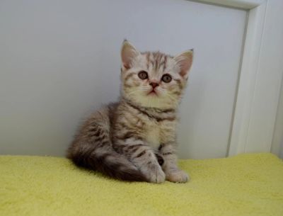 Лот: 6224514. Фото: 1. шотландские котята прямоухие. Кошки, котята