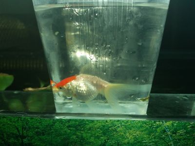 Лот: 15168471. Фото: 1. Золотая рыбка красная шапочка. Рыбки