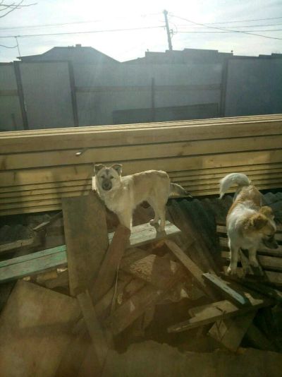 Лот: 11278171. Фото: 1. отдам в добрые руки. Собаки, щенки