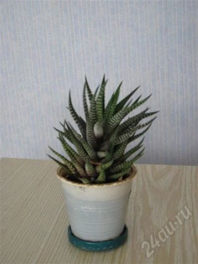 Лот: 232924. Фото: 1. Хавортия. Горшечные растения и комнатные цветы