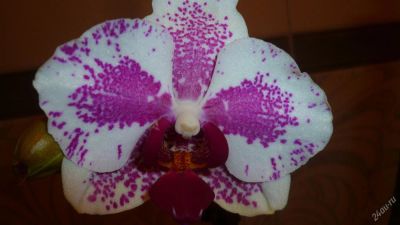 Лот: 5724087. Фото: 1. Орхидея фаленопсис (отцвела)Phal... Горшечные растения и комнатные цветы