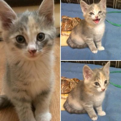 Лот: 6491543. Фото: 1. Друзья-котята в добрую семью!. Кошки, котята