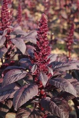 Лот: 7440287. Фото: 1. Амарант. Садовые цветы