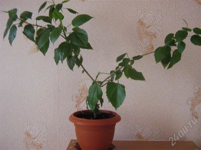 Лот: 234052. Фото: 1. гибискус. Горшечные растения и комнатные цветы