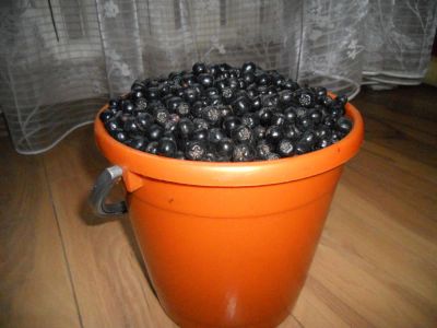 Лот: 8082867. Фото: 1. Черноплодная рябина (арония... Ягоды, орехи