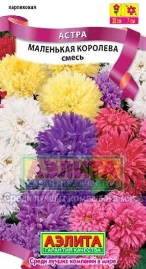 Лот: 11023140. Фото: 1. Астра Маленькая королева. Садовые цветы