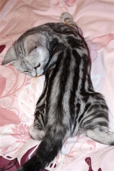 Лот: 1354453. Фото: 1. Котик британский короткошерстный. Кошки, котята
