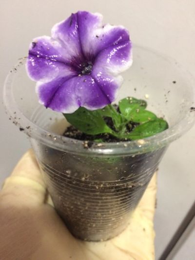 Лот: 15944772. Фото: 1. Вегетативная crazytunia blue ice. Садовые цветы