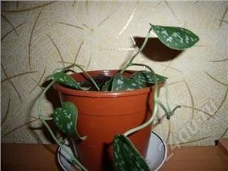 Лот: 113452. Фото: 1. Сциндапсус. Горшечные растения и комнатные цветы