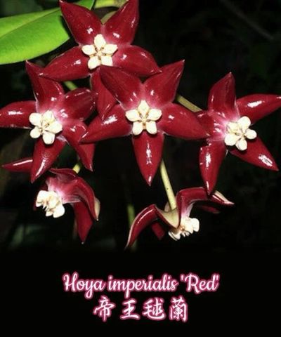 Лот: 16403568. Фото: 1. Хойя-Hoya imperialis red. Горшечные растения и комнатные цветы
