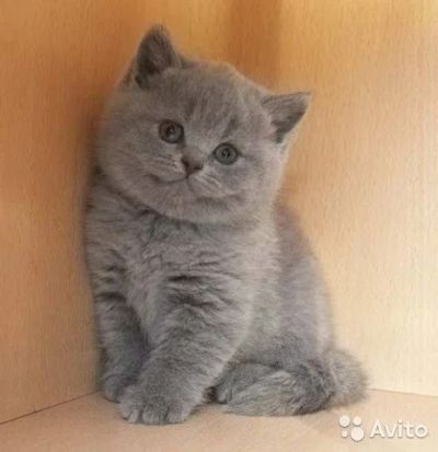 Лот: 11472174. Фото: 1. Плюшевое чудо. Кошки, котята