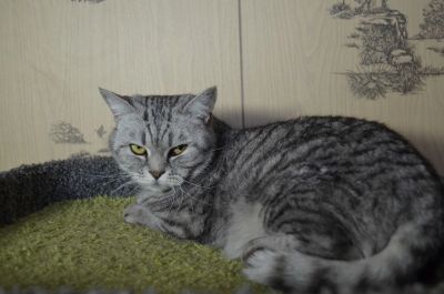 Лот: 17214374. Фото: 1. Кот Виссарион, кастрат. Кошки, котята