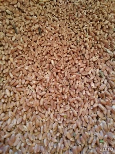 Лот: 13248169. Фото: 1. Пшеница для проращивания или изготовления... Диетическое питание