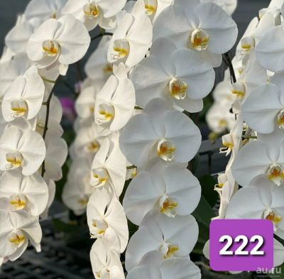 Лот: 16208839. Фото: 1. Орхидея фаленопсис Sogo Yukidian... Горшечные растения и комнатные цветы