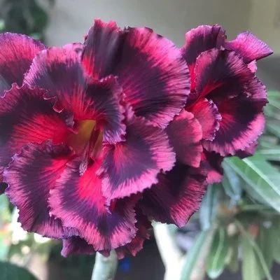 Лот: 16349013. Фото: 1. Адениум Endless Love. Горшечные растения и комнатные цветы