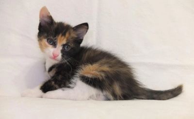 Лот: 4744892. Фото: 1. Котенок. Кошки, котята