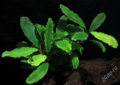 Лот: 2331010. Фото: 1. Bucephalandra sp. Shine Green... Водные растения