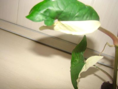 Лот: 3365333. Фото: 1. сингониум imperial white. Горшечные растения и комнатные цветы
