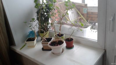 Лот: 13050615. Фото: 1. цветы в ассортименте. Свежие цветы