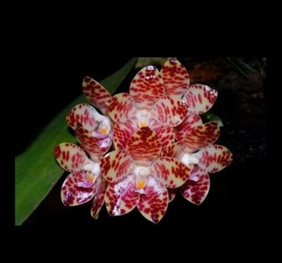 Лот: 14305551. Фото: 1. Орхидея гигантея. Горшечные растения и комнатные цветы