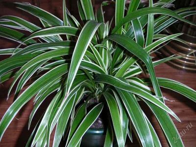 Лот: 2701703. Фото: 1. Хлорофитум(Chlorophytum) Лаксум. Горшечные растения и комнатные цветы