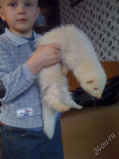 Лот: 932327. Фото: 1. хорек-альбинос. Остальные животные